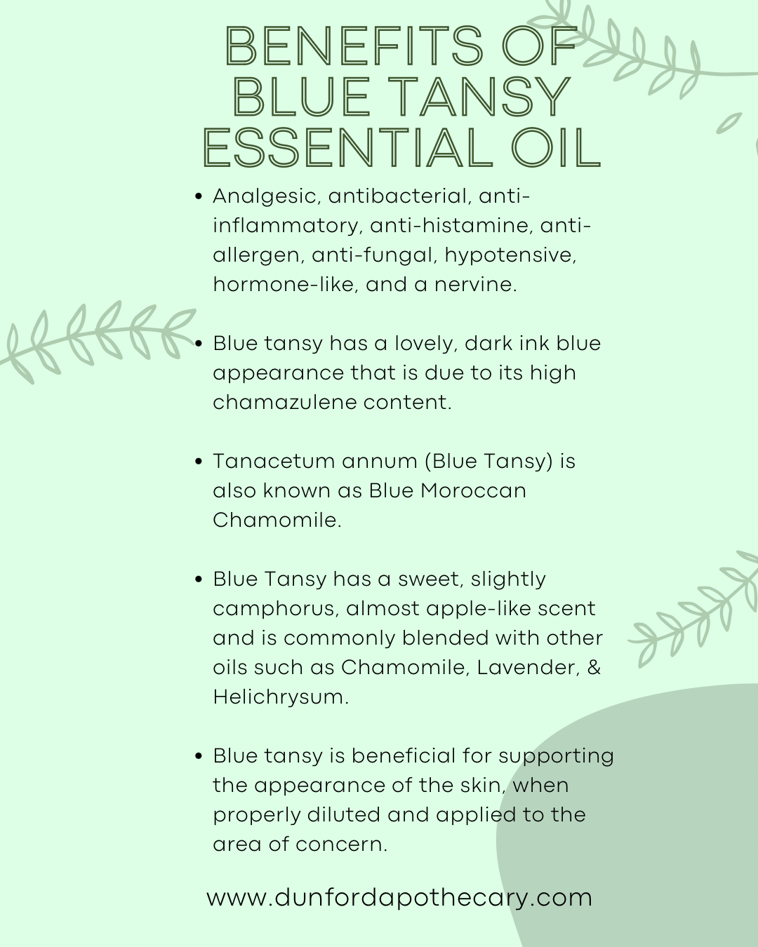 BLUE TANSY ESSENTIAL OIL, MOROCCO