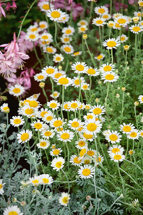 ROMAN CHAMOMILE