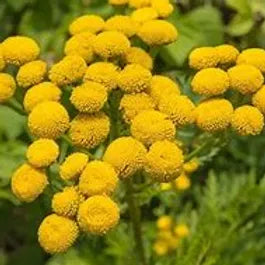 BLUE TANSY ESSENTIAL OIL, MOROCCO