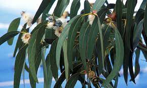 EUCALYPTUS GLOBULUS ESSENTIAL OIL, AUSTRALIA